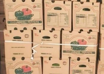 Cucumbers shipped to 14 states recalled over Salmonella concerns