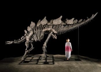 Citadel’s Ken Griffin buys a stegosaurus for $45 million in a record auction sale