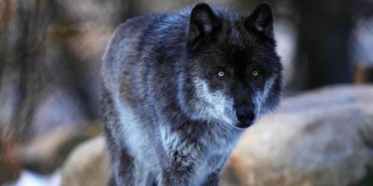 Biden admin moves to reinstate Trump-era rule, delist gray wolves from endangered species list
