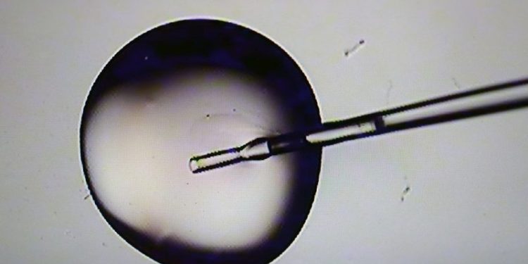 ‘Promises kept’: Trump signs executive order to ‘aggressively’ make IVF more affordable and accessible