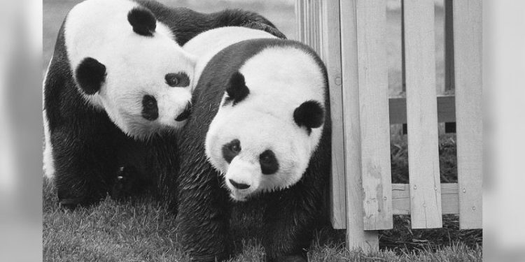 Trump’s $400M Qatar jet gift follows long history of unusual presidential presents